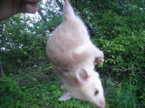 Opossum removed by Suburban Wildlife Control